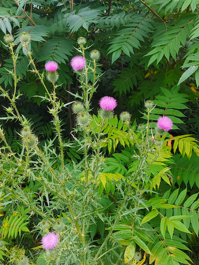 Lamoureux Park — photo 45