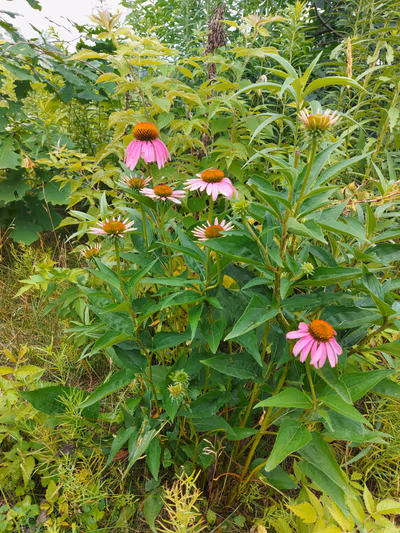 Lamoureux Park — photo 46