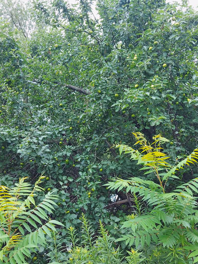 Lamoureux Park — photo 48