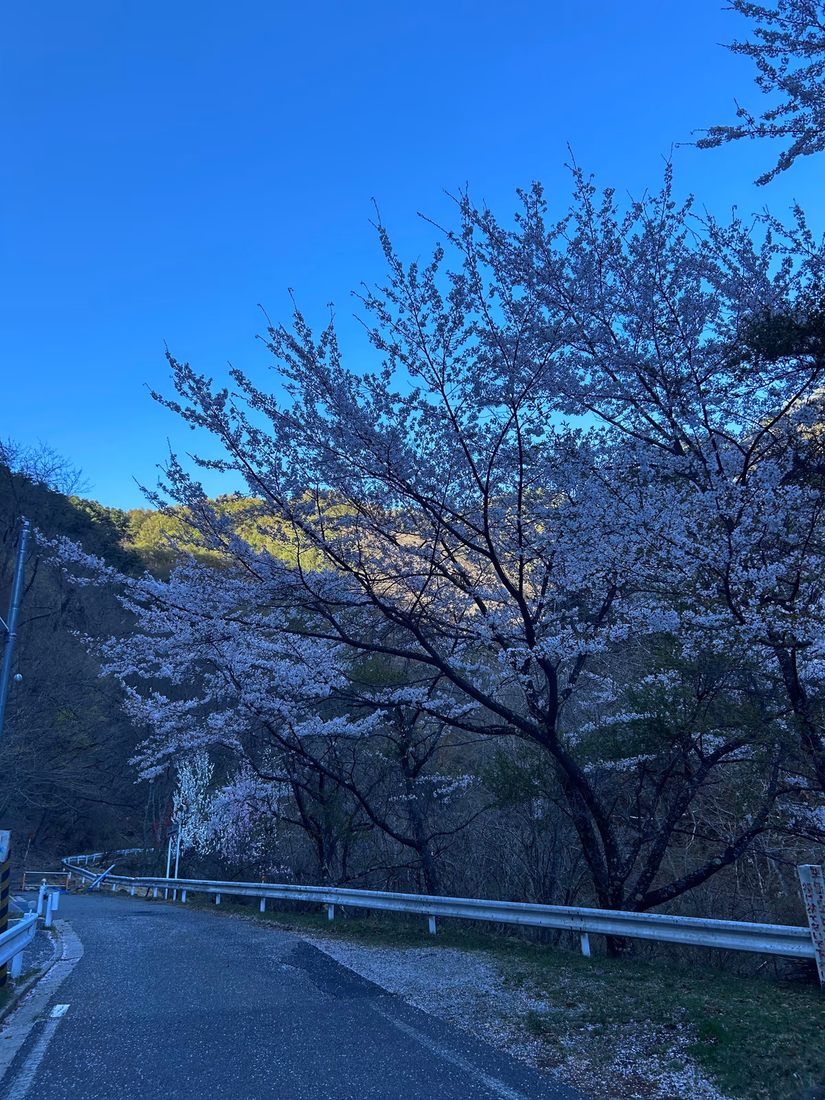 天然温泉 桧の湯