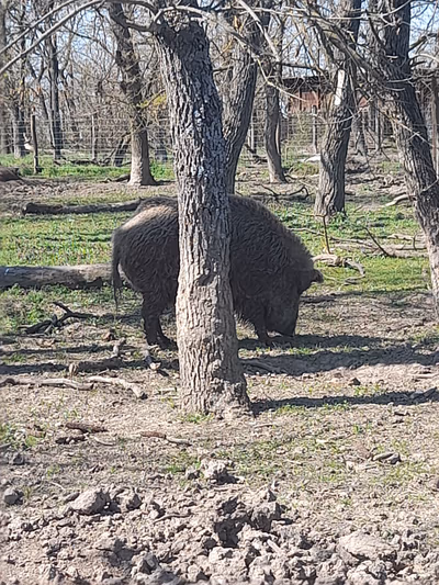 Hortobágy Wild Animal Park — photo 16