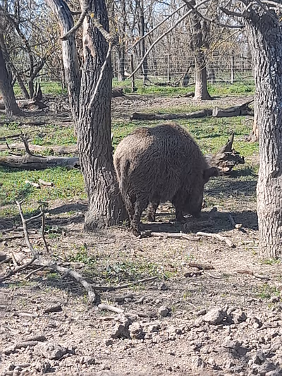Hortobágy Wild Animal Park — photo 17
