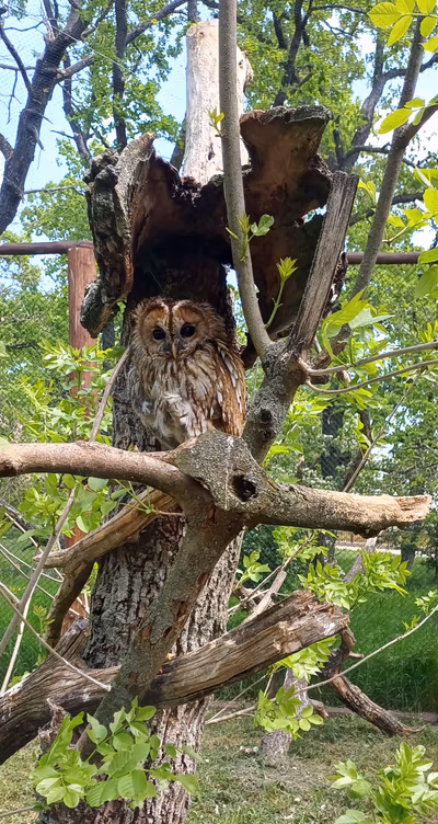 Hortobágy Wild Animal Park — photo 18