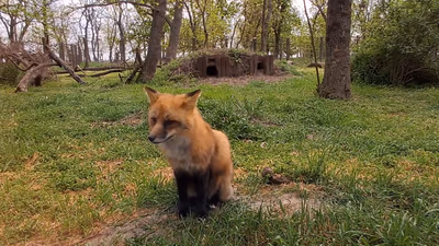 Hortobágy Wild Animal Park — photo 26