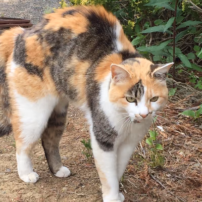 Asahiyu — photo 05
