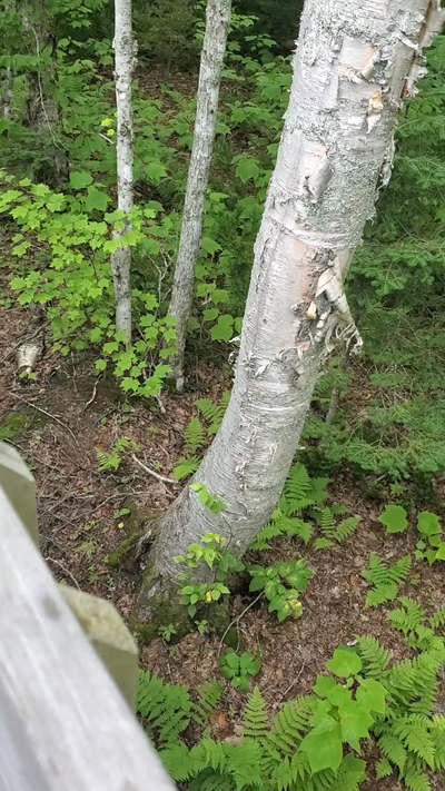 Treetop Haven — photo 16
