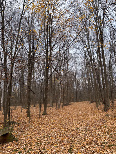 Guindon Park — photo 12