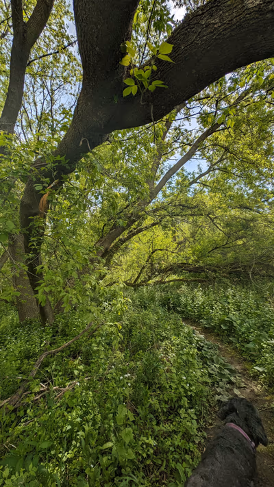Guindon Park — photo 23