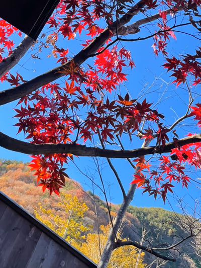 源泉 水芭蕉乃湯 梅田屋旅館 — photo 15