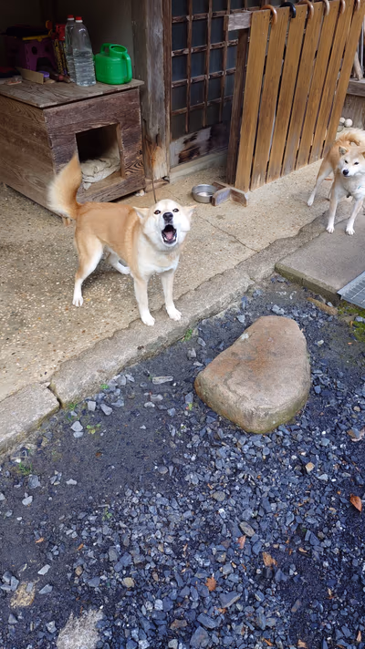 露天風呂。奥から入口側です。 — photo 13