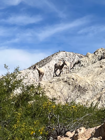 Agua Caliente County Park — photo 10