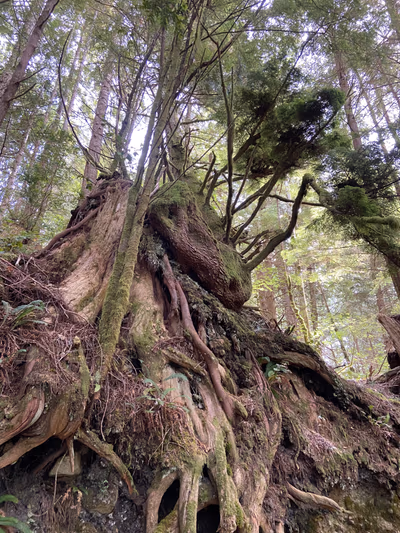 Maquinna Marine Provincial Park — photo 18