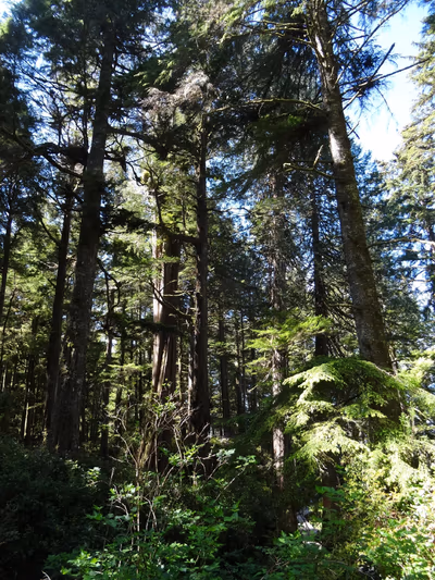 Maquinna Marine Provincial Park — photo 21