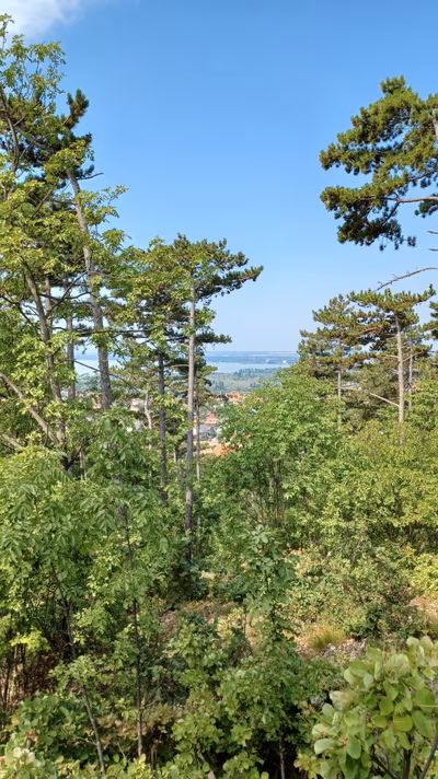 Kitaibel Pál Viewing Tower — photo 19