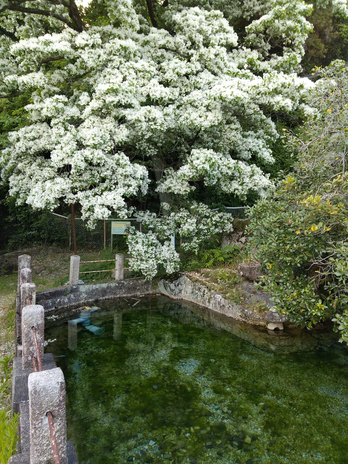 白狐温泉 神明水