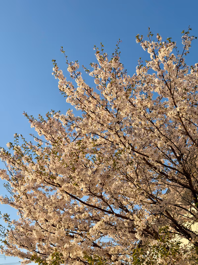 Niji no yu — photo 02