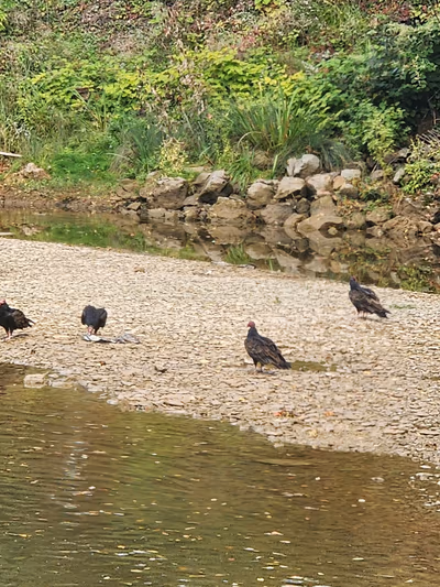 Mill Dam — photo 12