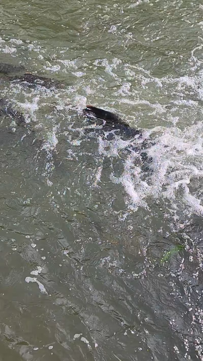 Mill Dam — photo 13