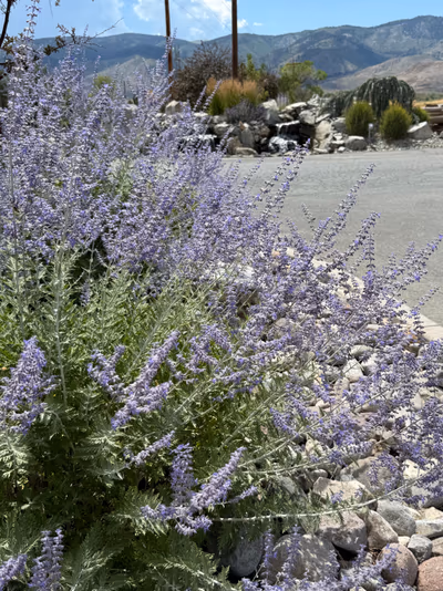 Carson Hot Springs — photo 19