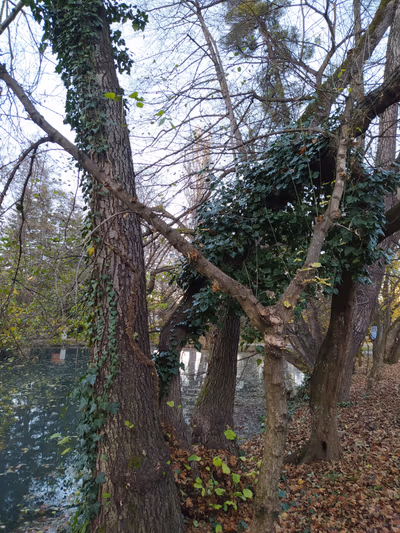 Közpark — photo 13
