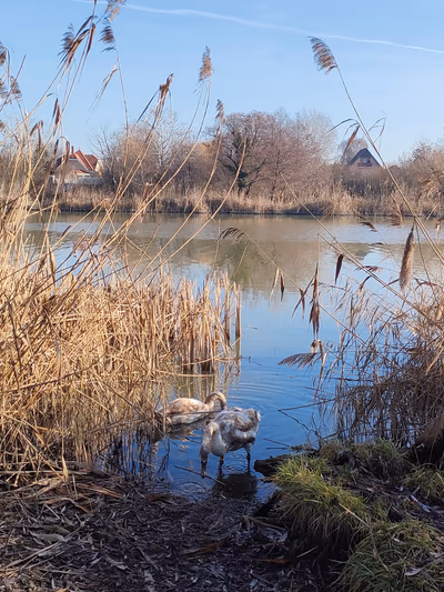 Szigetszentmiklós floating moors — photo 17