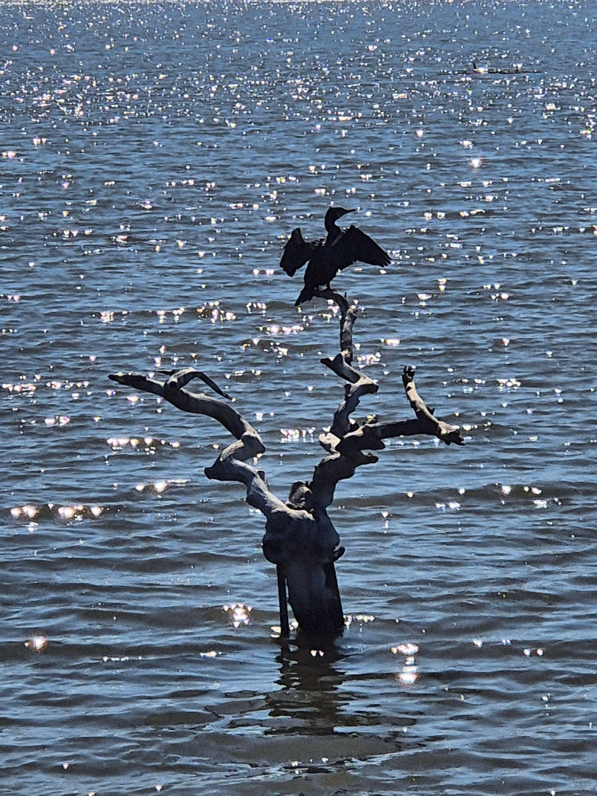 Tisza