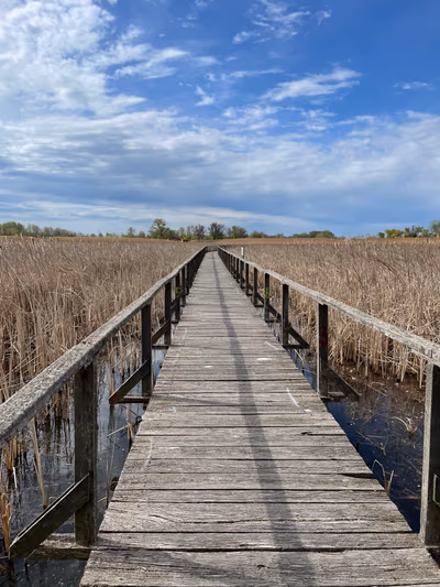 Tisza — photo 18