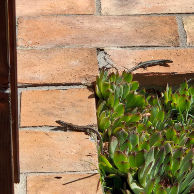 Veranda — photo 12