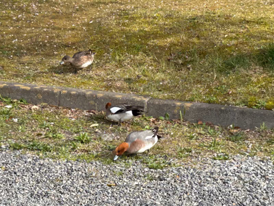 Yasuraginoyado Koriyamamihota Hot Spring — photo 02