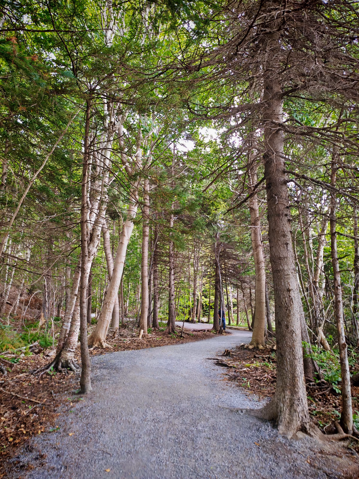 Corner Brook Stream Trail
