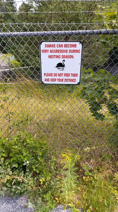 Corner Brook Stream Trail — photo 18
