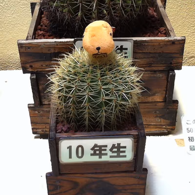 Miyazono Hot Spring — photo 04