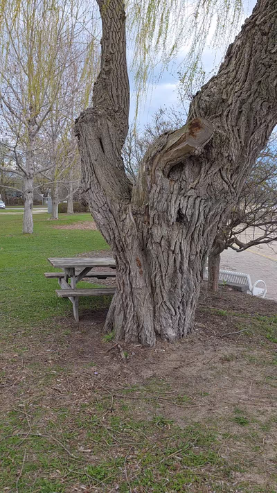 Cobourg Beach — photo 12