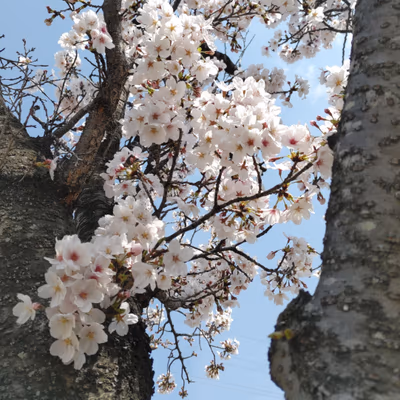 甲斐市民温泉 百楽泉 — photo 04