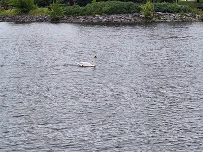 Kinsmen Pool — photo 13