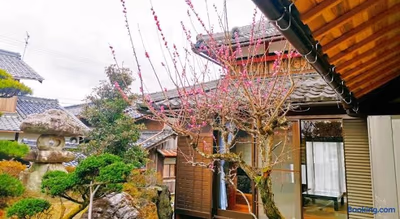 Yasui — photo 19