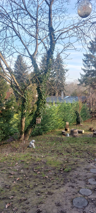 Zenkuckó — photo 13