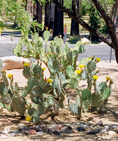 Agua Caliente Regional Park — photo 18
