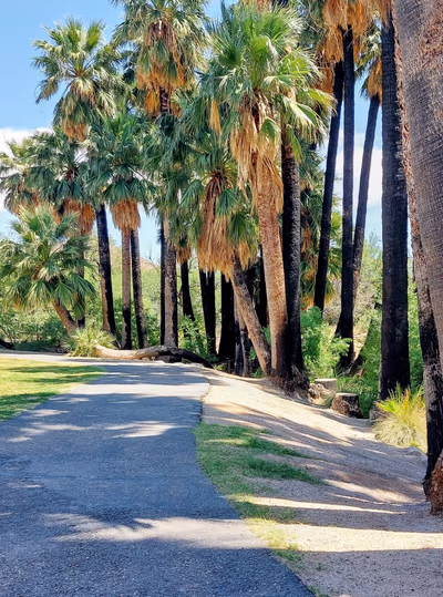 Agua Caliente Regional Park — photo 19