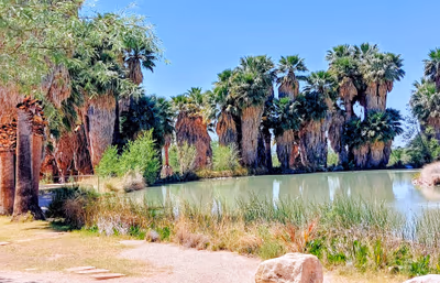 Agua Caliente Regional Park — photo 20