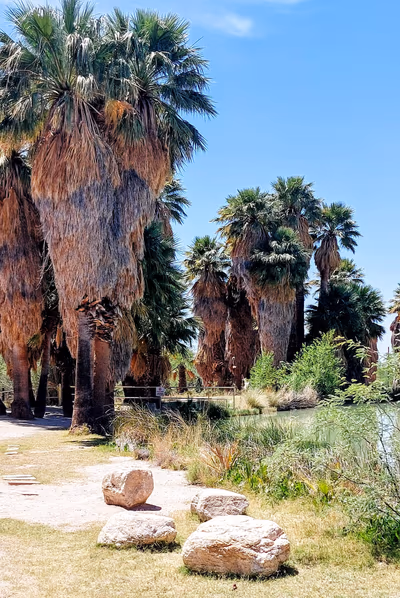 Agua Caliente Regional Park — photo 21