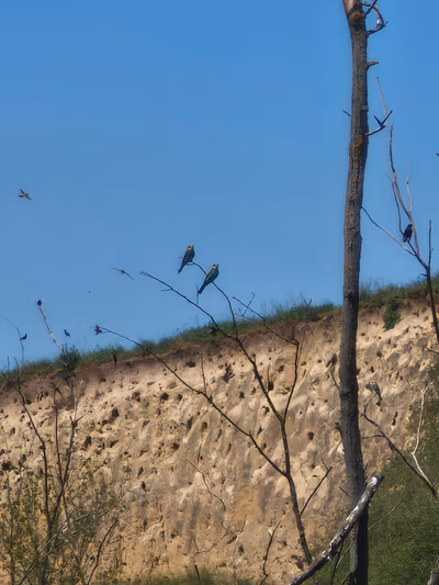 Albertirsai gyurgyalagos ( csoda telep ) — photo 12