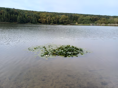 Hársas tó — photo 13