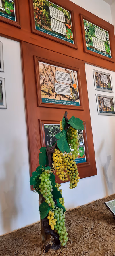World Heritage Wine Museum — photo 12