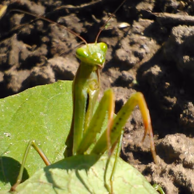 Balatonberény Strand — photo 08