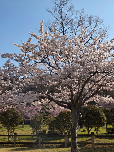 加護坊温泉 さくらの湯 — photo 13