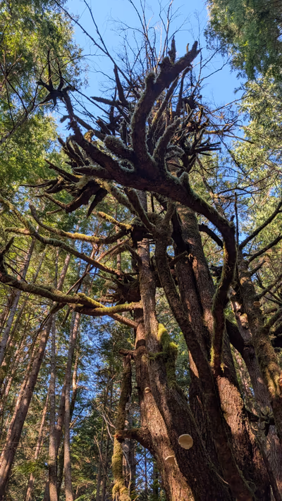 Hot Springs Cove — photo 14