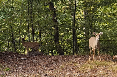 Hot Springs National Park — photo 36