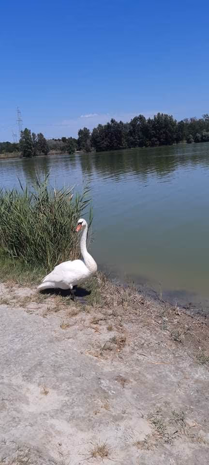 Sándorfalva