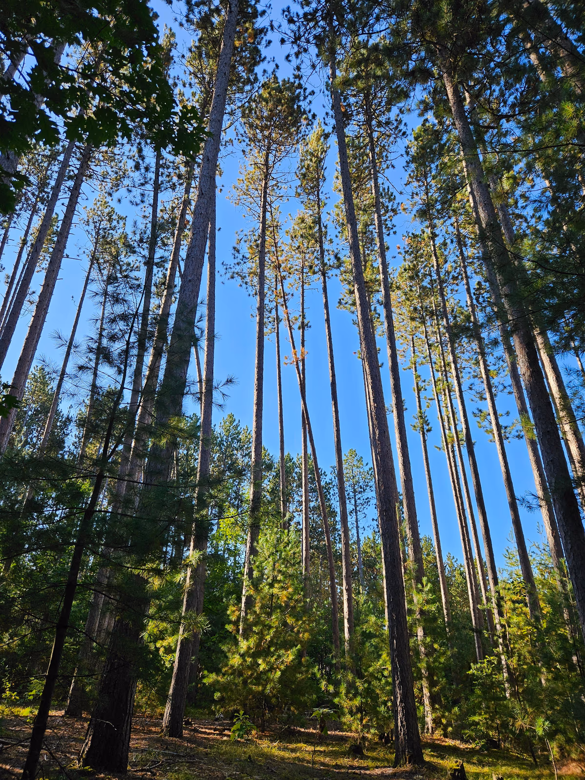 Petawawa Terrace Provincial Park